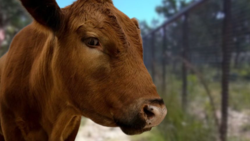 Winnie The Moo Twitch